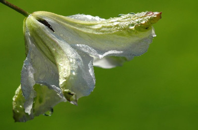 Clematis_Alba_Luxurians_1_19-06-2007.jpg