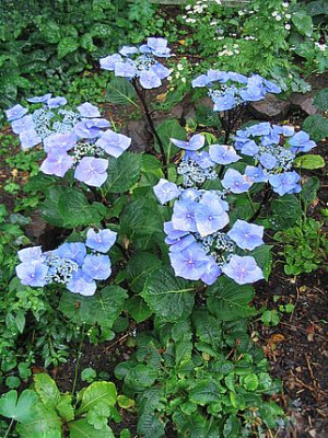 Hydrangea_unbekannt_fars_2007.jpg