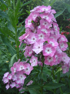 DSC06732.JPG