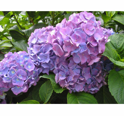 Hortensie_04_Azorenblau.jpg