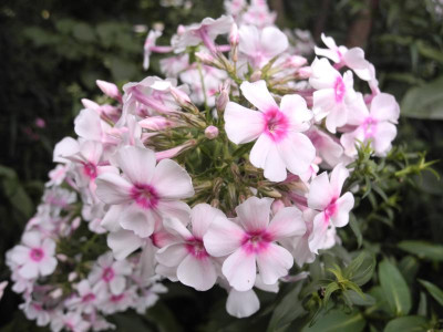 Kirmesländler 2013-08-13.JPG
