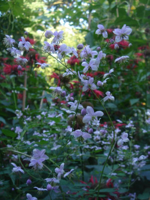 DSC06734.JPG