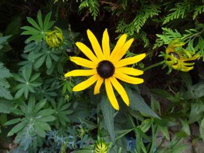 Rudbeckia Early Bird Gold.JPG