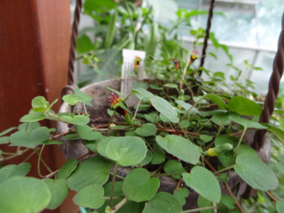 F.procumbens.JPG