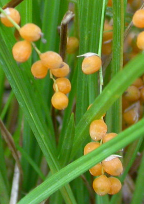 Carex_aurea_Fruchtkorper_1.jpg