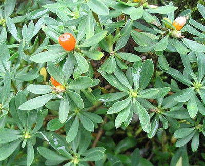 Daphne_oleoides_2_fars_2007.jpg
