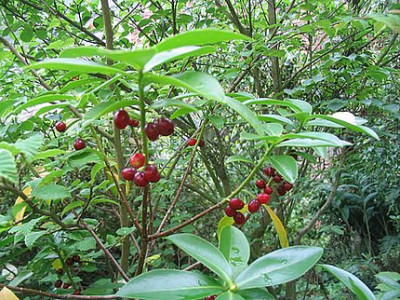 Daphne_laureola_subsp._philippi_fars_2007.jpg