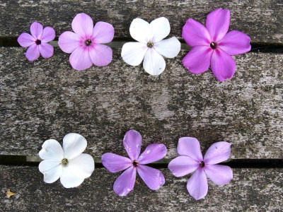 Variationsbreite amerkanische Phloxe Blüten.JPG