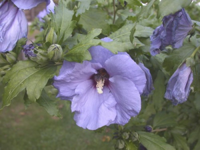 Hibiscus_Blue_Bird_Einzelblute002.jpg