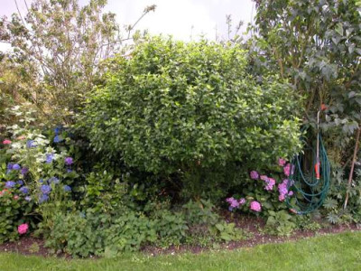 Gartenhibiskus.jpg