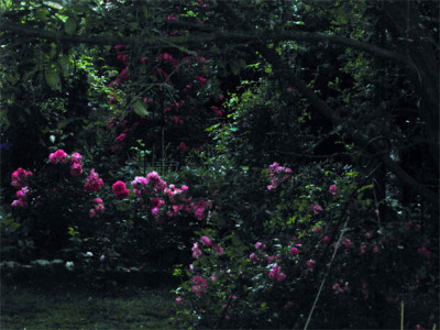 Dammerstunde-in-pink.jpg