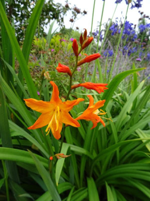 Crocosmia Star of the East August 2019.JPG