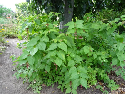 Leycesteria formosa August 2019.JPG