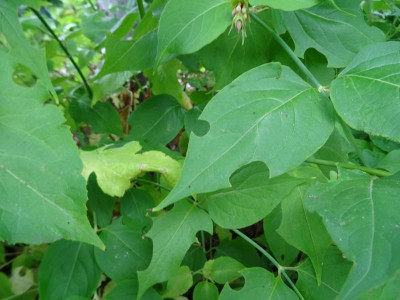Leycesteria Blattschneiderbiene August 2019.JPG