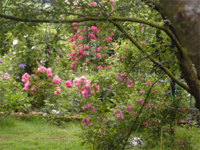 Rosen-in-pink.jpg