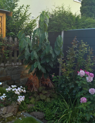 20190810a.jpg
