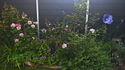 20190810.jpg
