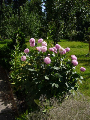 P1010229.JPG
