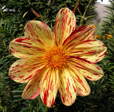 Dahlia_Saitenspiel.jpg