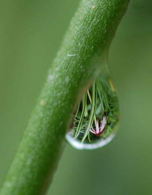 Echinacea-Tropfen.jpg