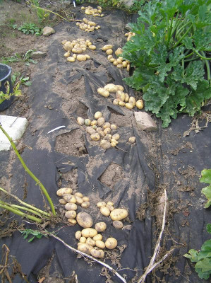 Kartoffelernte 11. August 2019 Käthe und Belana 003.JPG