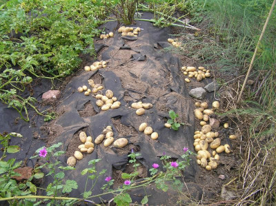 Kartoffelernte 11. August 2019 Käthe und Belana 006.JPG