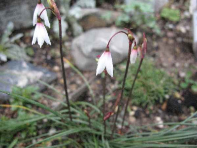 22.6.07._Leucojum_autumnale_001.JPG