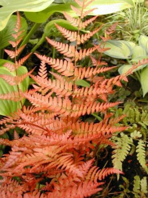 Dryopteris_erythrosora.jpg