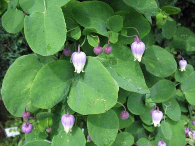 20.a6.07.Clematis_addisoni_018.JPG