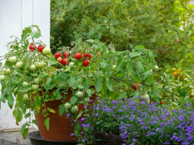 gartenperle.JPG