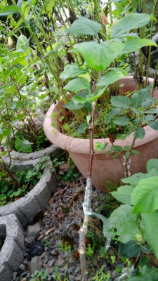 20190811_180524.jpg