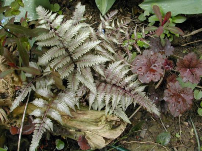 Anthyrium_und_Heuchera.jpg