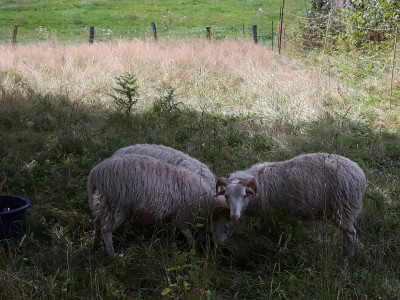 ingorechts.jpg