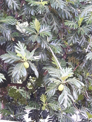 Baum Hotel El Rancho.jpg