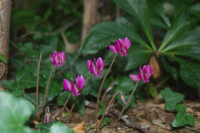 DSC_1185.JPG