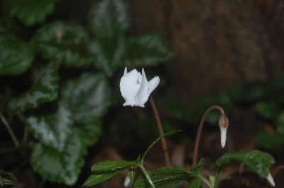 DSC_1189.JPG