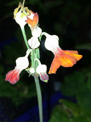 2019 08 07 Primula.jpg