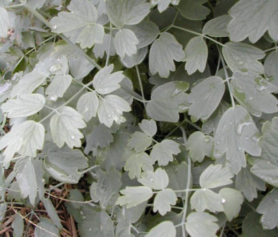 Thalictrum.jpg