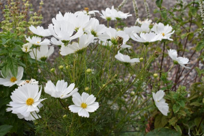 cosmea 002.JPG