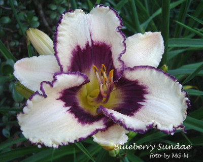 Imgp2985-BluebSundae.jpg