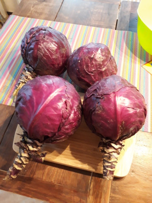 rps20190814_085053.jpg