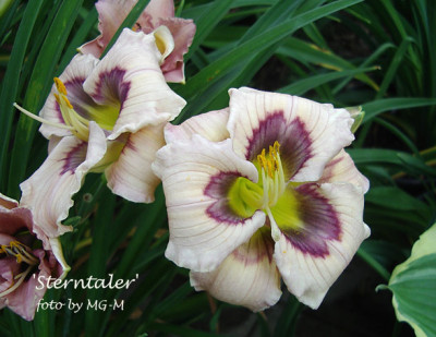 Imgp2980-Sterntaler.jpg