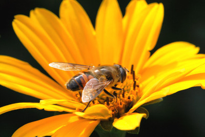 Tiere_Schwebfliege220607.jpg
