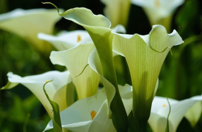 Callas_1_22-05-2007.jpg