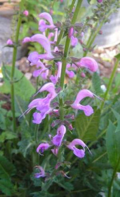 Salvia_tesquicola.jpg
