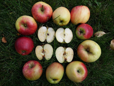Apfel 121.jpg
