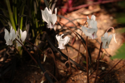 DSCF0007_4119.JPG