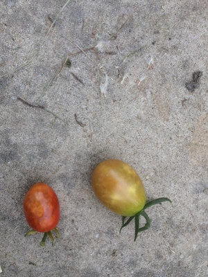 Tomaten_krank.jpg