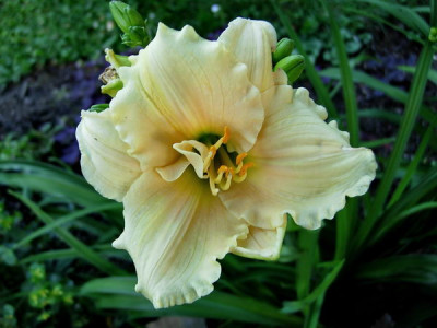 Hem-Angel-Blush-070616-DSCN3702.jpg