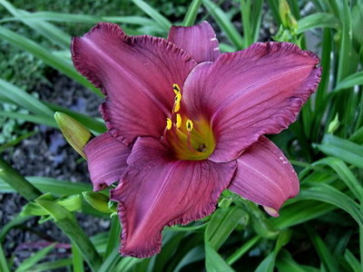 Hem-Summer-Wine-070616-DSCN3705.jpg